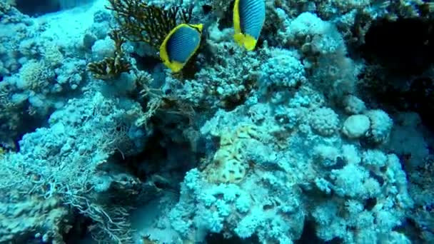 Fische Unter Wasser Roten Meer Nahaufnahmen — Stockvideo