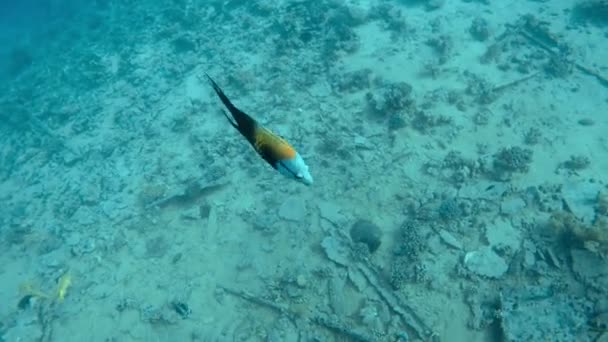 Fische Unter Wasser Roten Meer Nahaufnahmen — Stockvideo
