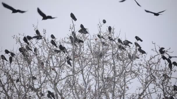 Grupo Cuervos Árbol Ventisca Invierno — Vídeo de stock