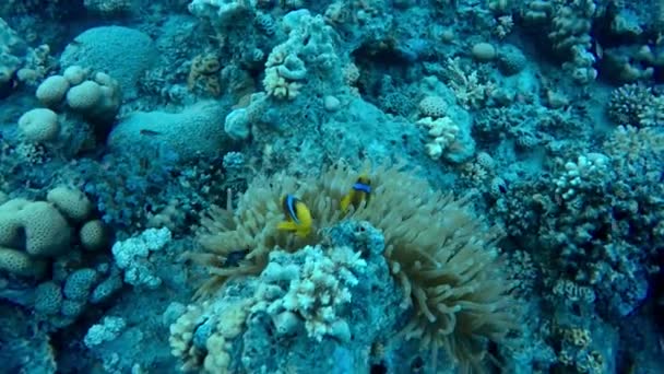 Fische Unter Wasser Roten Meer — Stockvideo