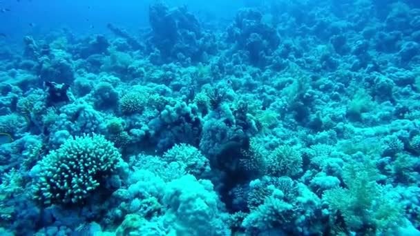 Arrecife Coral Con Algunos Pescados Mantas — Vídeo de stock