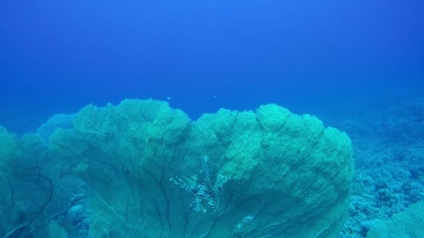 Recife Coral Com Alguns Peixes Subaquáticos — Vídeo de Stock