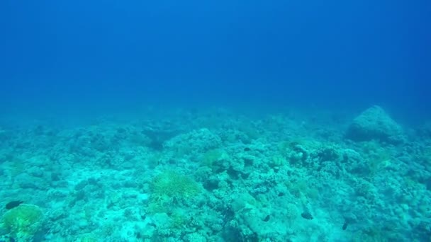 Arrecife Coral Con Algunos Pescados Mantas — Vídeo de stock