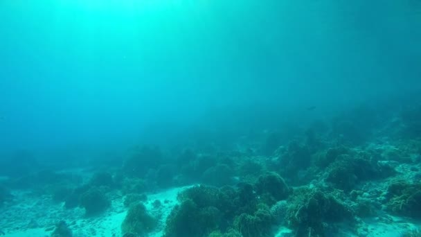 Coral Reef Some Fish Mantas — Stock Video