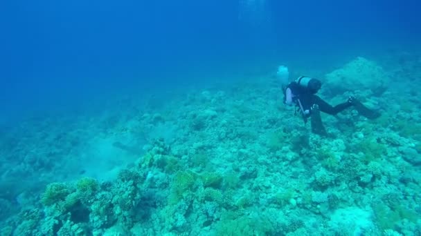 Divers Sualtı Deniz — Stok video