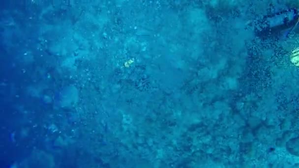 潜水员水下在大海中 — 图库视频影像