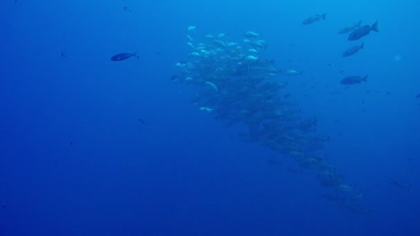 Риба Під Водою Червоному Морі — стокове відео