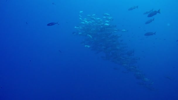 Peces Bajo Agua Mar Rojo — Vídeos de Stock