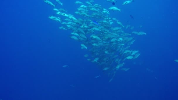 Peixe Subaquático Mar Vermelho — Vídeo de Stock