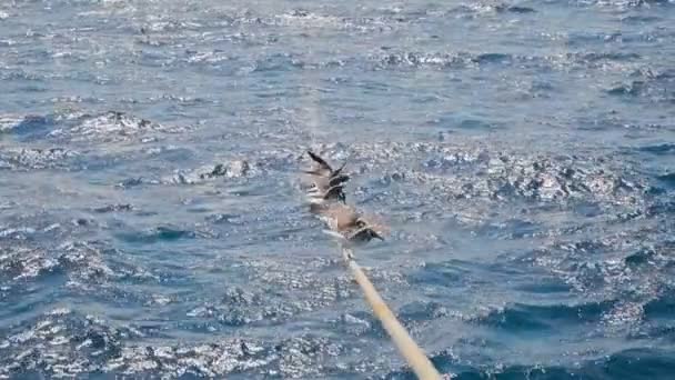 Seagulls Ustawieni Liny Zwolnionym Tempie Materiału Filmowego — Wideo stockowe
