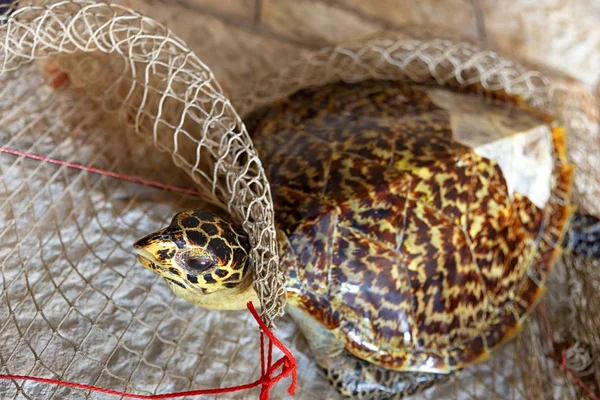 Dead turtle in fishing net — Stock Photo, Image