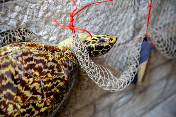 Dead turtle in fishing net — Stock Photo, Image