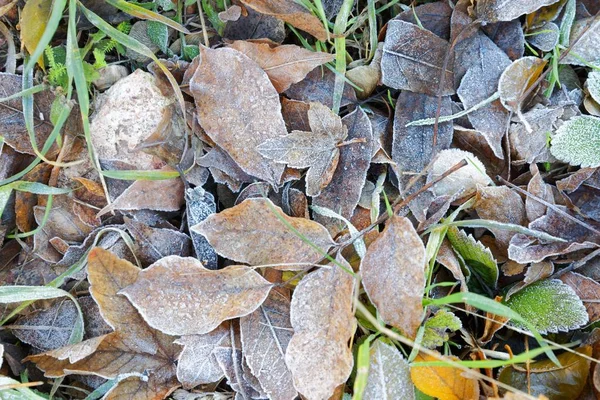 Close up de algumas folhas congeladas — Fotografia de Stock