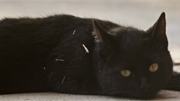 Cute black cat in the summer — Stock Video