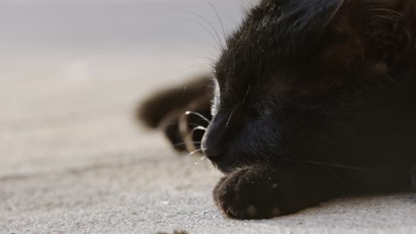 Милий чорний кіт влітку — стокове відео