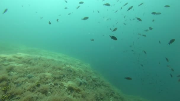 Μεγάλη ομάδα ψαριών κοντά στο βυθό της θάλασσας — Αρχείο Βίντεο