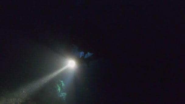 Divers with flashlights underwater at night — Stock Video