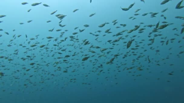 Grande grupo de peixes perto do fundo do mar — Vídeo de Stock