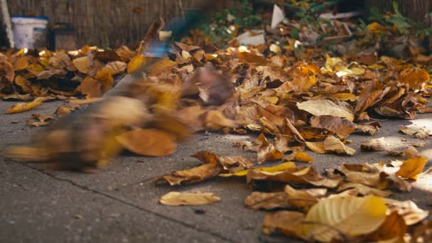 Садовник сгребает опавшие осенние листья UHD 4K — стоковое видео