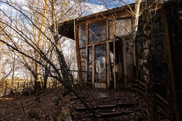 Wald, der die Zone zurückerobert, in Tschernobyl — Stockfoto
