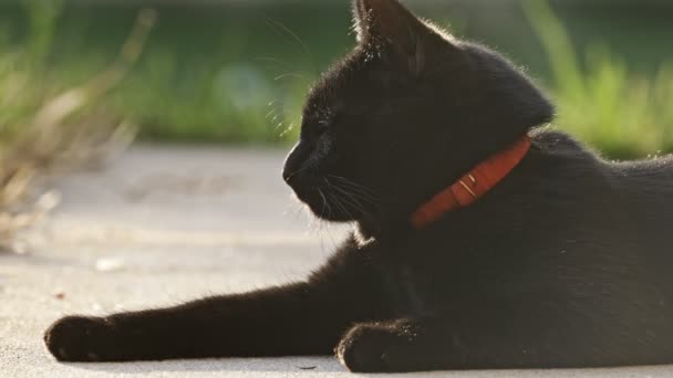 Lindo gato negro en el verano — Vídeo de stock