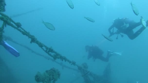 Nurkowie podwodne pływanie w morzu — Wideo stockowe