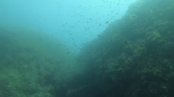 Grand récif corallien contre la surface de l'eau — Video