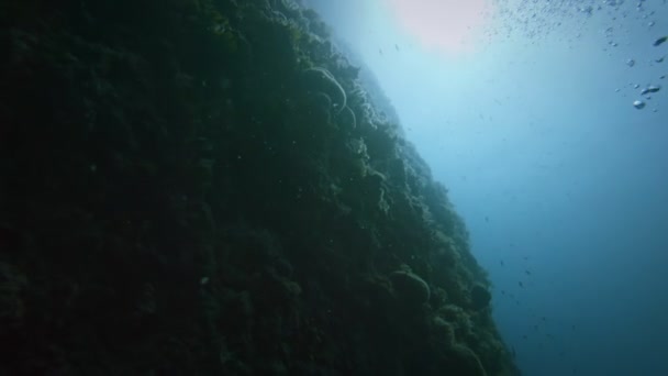 Gran arrecife de coral contra la superficie del agua — Vídeo de stock