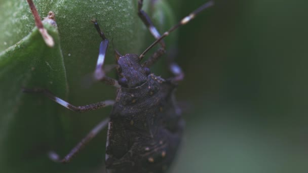 Insectenvoeding uit verse stengel — Stockvideo