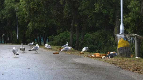 Seagulls searching food in the trash — ストック動画