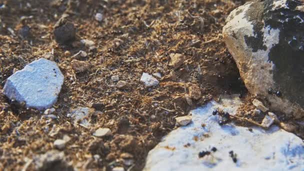 Muchas hormigas en su túnel — Vídeos de Stock
