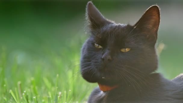 Симпатичная черная кошка летом — стоковое видео