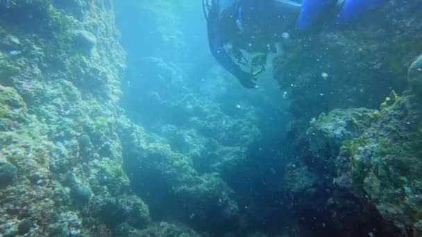 Divers underwater neer coral reef — Stock Video