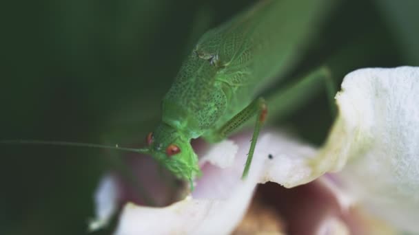 Grote groene struik-cricket voeden met witte bloemblaadjes — Stockvideo