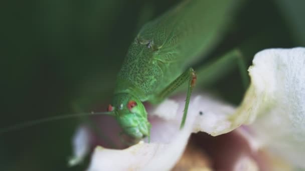 Grote groene struik-cricket voeden met witte bloemblaadjes — Stockvideo