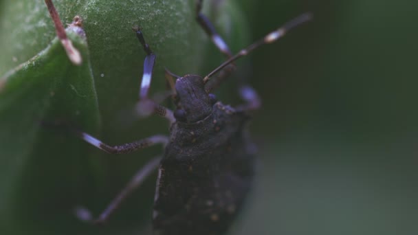 Alimentación de insectos a partir de tallo fresco — Vídeo de stock