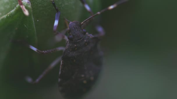 Insektsutfodring från färsk stam — Stockvideo