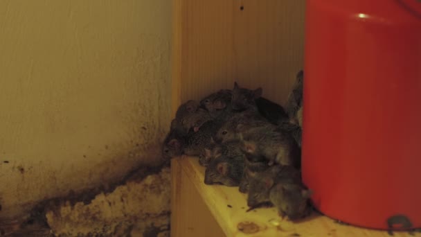 Large group of mice in the kitchen — Stock Video