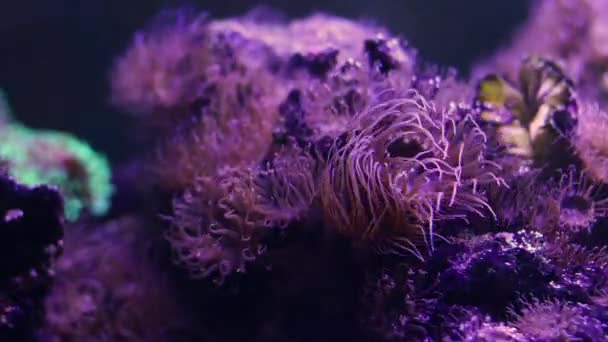 Purple sea anemone closeup footage — Stock Video