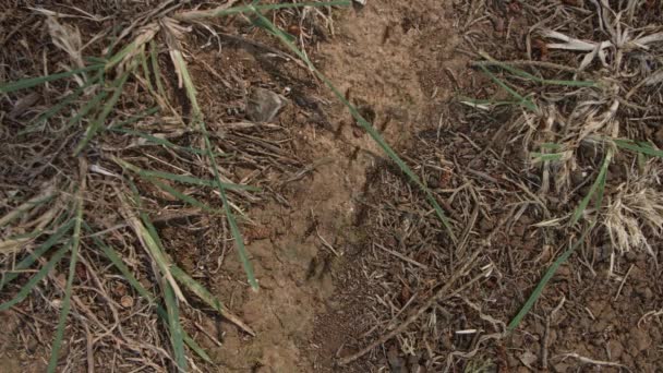 Veel mieren op de grond werken hard. — Stockvideo