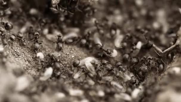Muchas hormigas en el suelo trabajando duro — Vídeo de stock