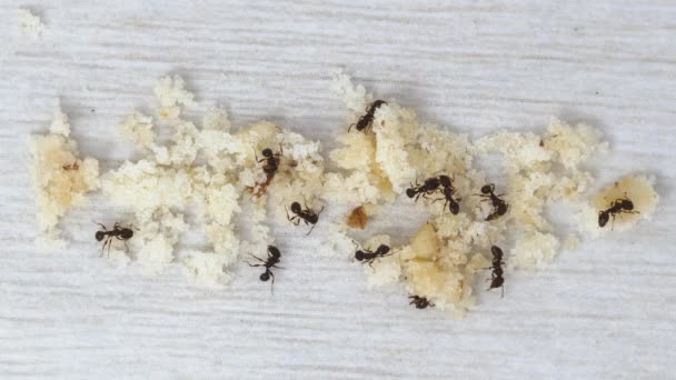 개미의 티라 펜으로 바닥에서 부스러기를 먹는 모습 — 비디오