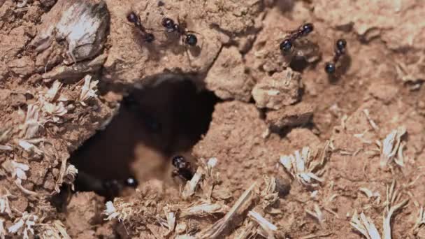 Beaucoup de fourmis sur le terrain travaillent dur — Video