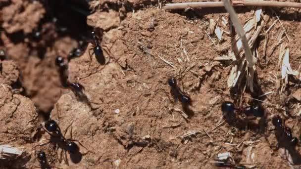 Yeryüzündeki birçok karınca çok çalışıyor. — Stok video