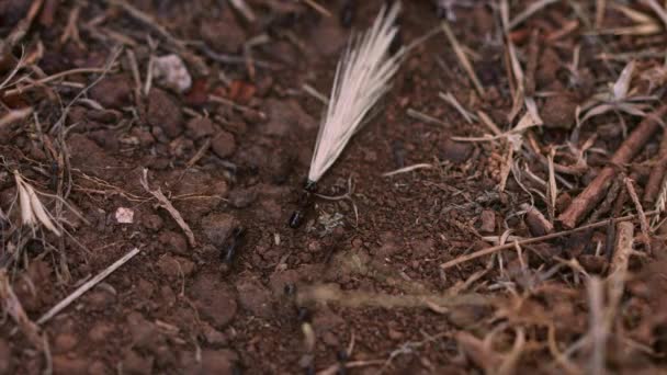 Viele Ameisen am Boden arbeiten hart — Stockvideo
