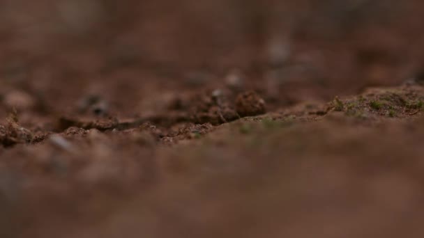 Beaucoup de fourmis sur le terrain travaillent dur — Video