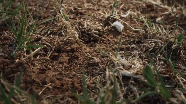 Viele Ameisen am Boden arbeiten hart — Stockvideo