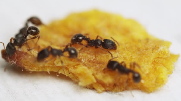Mieren eten kruimels op de vloer — Stockvideo