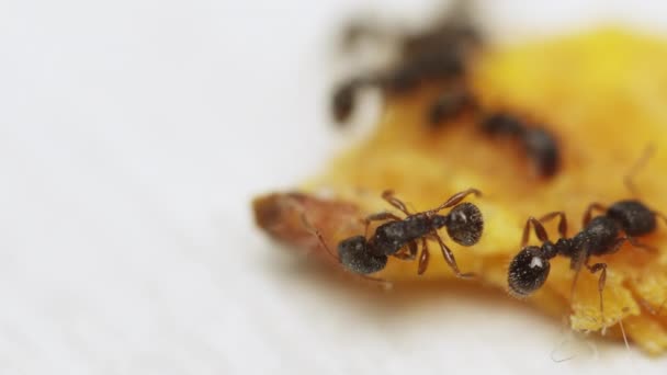 Hormigas comiendo miga en el suelo — Vídeo de stock