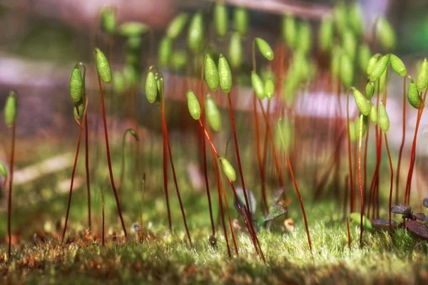 Malá rostlina mechu na zemi se selektivním zaměřením — Stock fotografie